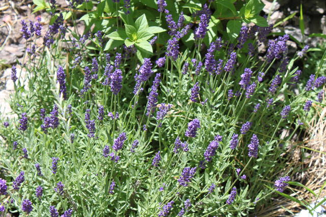 Чайная беседка