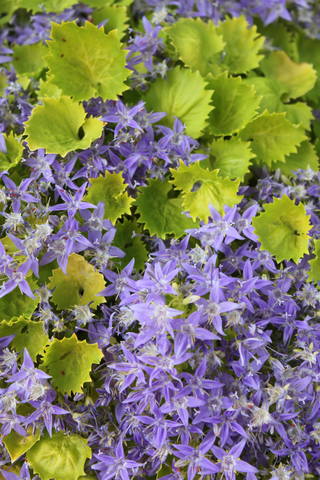 Чайная беседка