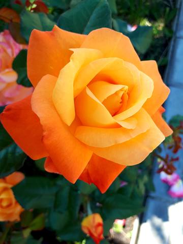 Чайная беседка