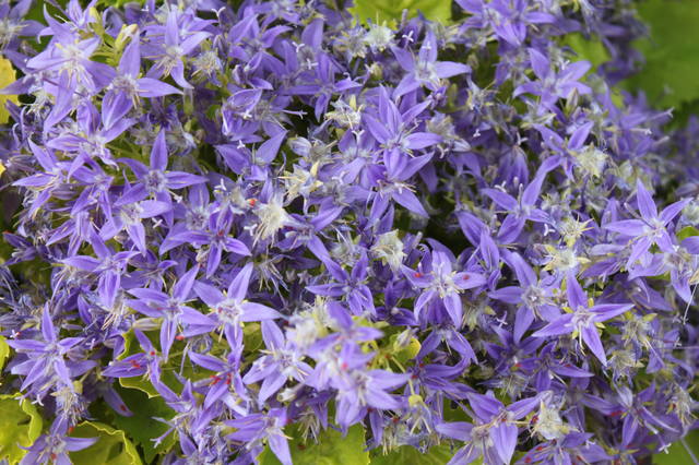 Чайная беседка