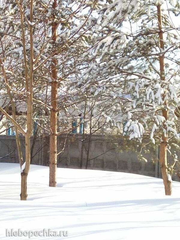 Чайная беседка