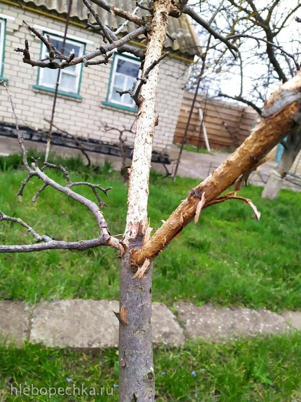 Чайная беседка