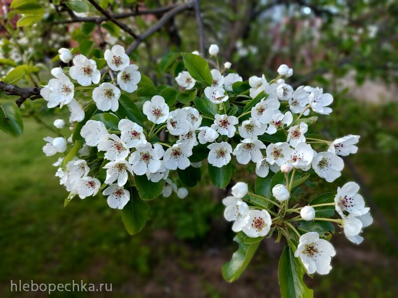 Кафе «У пани Сони»