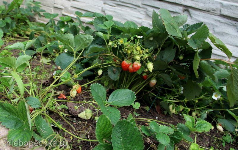 Чайная беседка