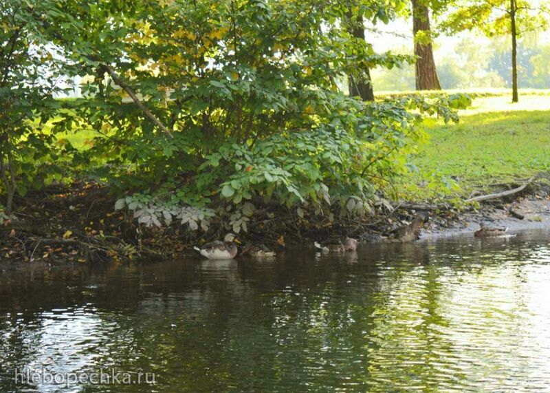 Чайная беседка