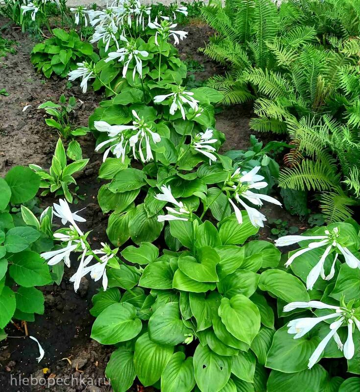 Чайная беседка