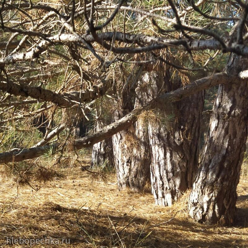Чайная беседка