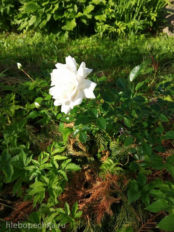 Чайная беседка