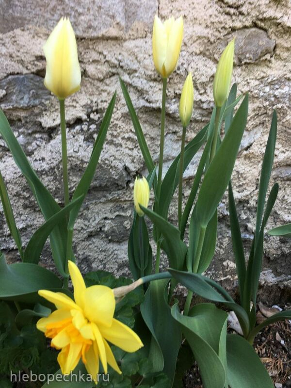 Чайная беседка