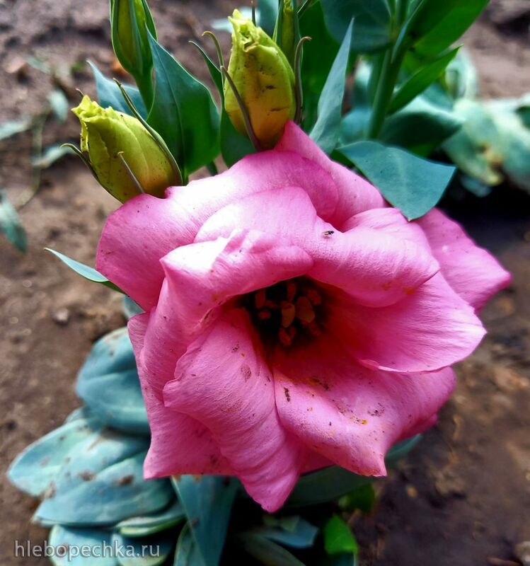 Чайная беседка