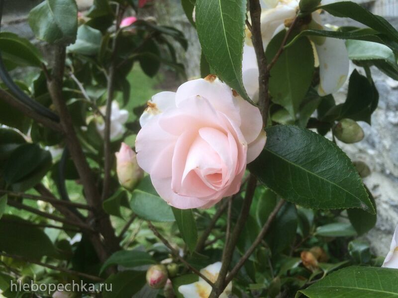 Чайная беседка