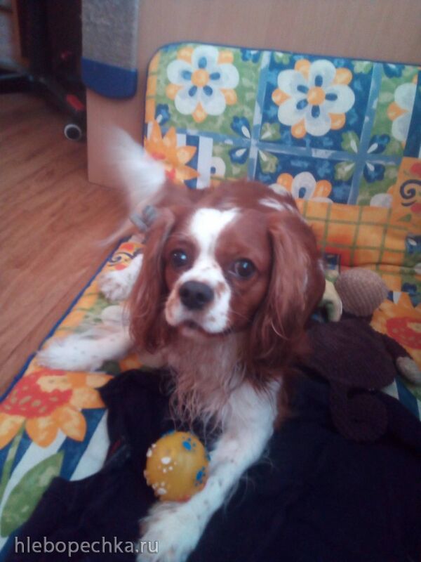 Tapтaлeтки & Ко