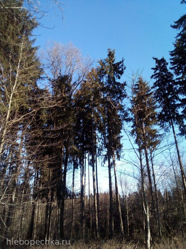 Чайная беседка