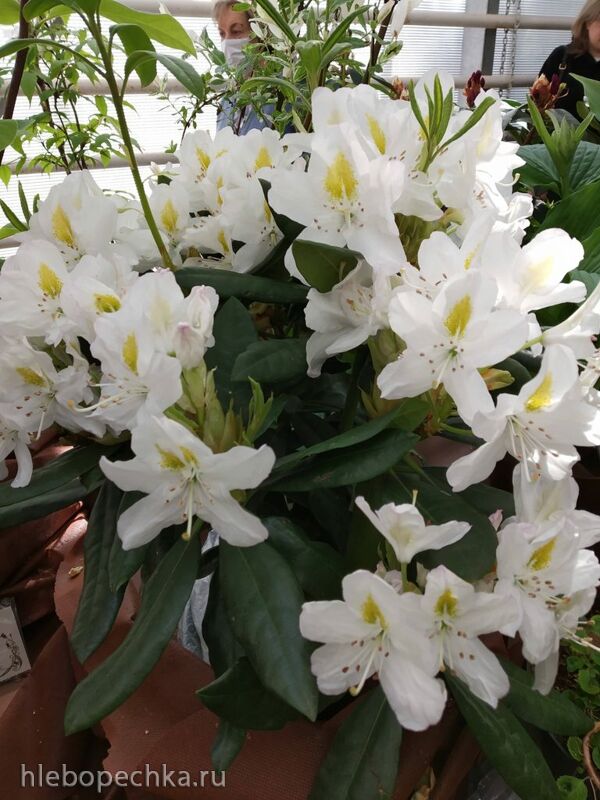 Чайная беседка