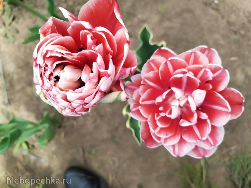 Чайная беседка