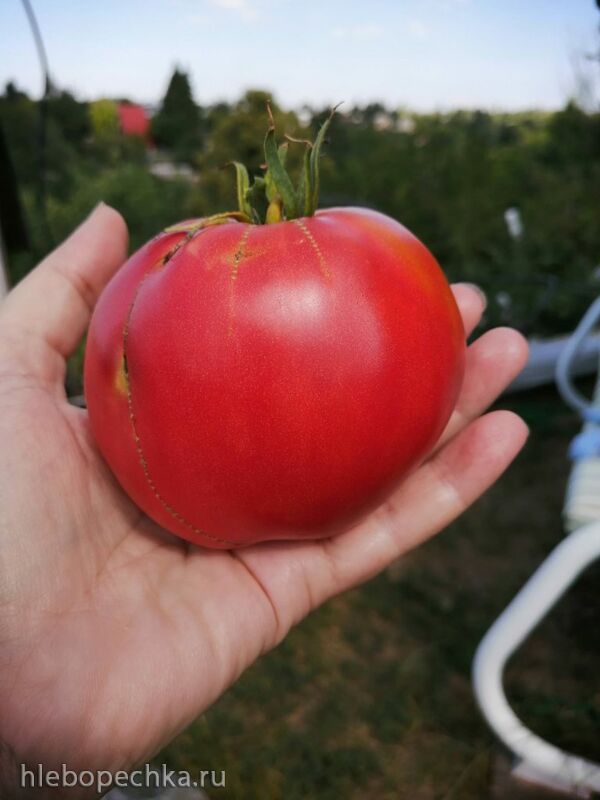 Чайная беседка