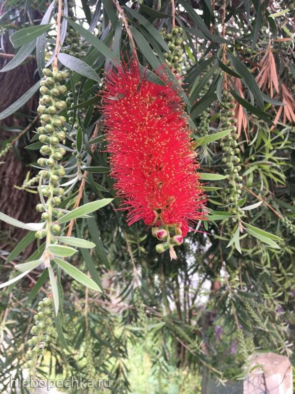 Чайная беседка