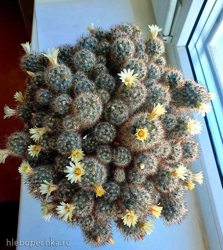 Чайная беседка