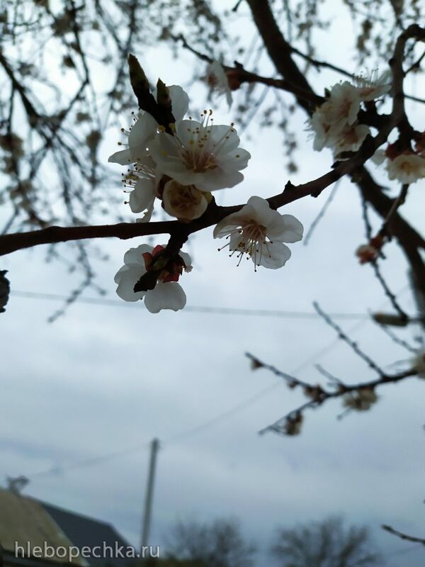 Чайная беседка