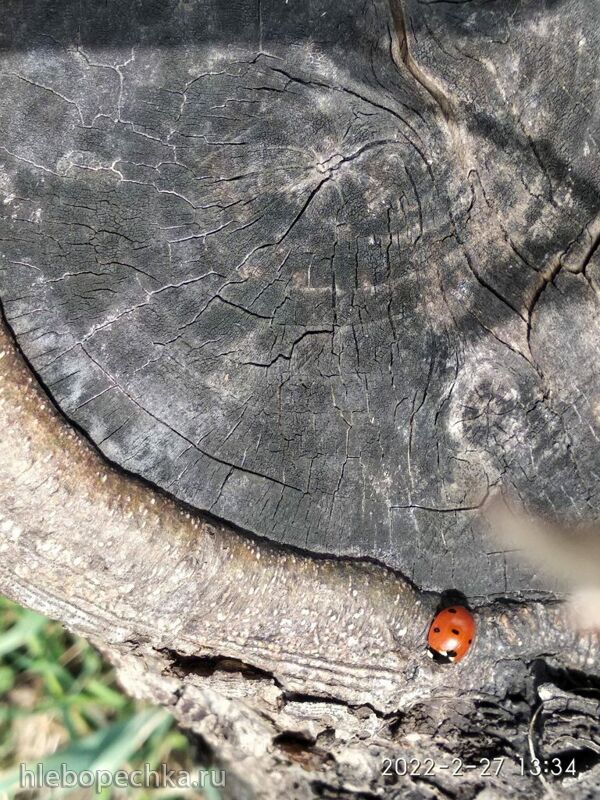 Кафе «У пани Сони»