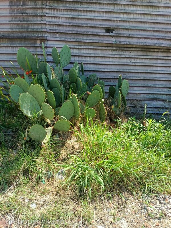 Tapтaлeтки & Ко