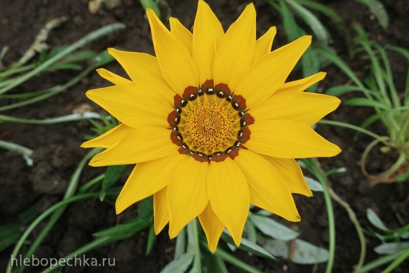 Чайная беседка