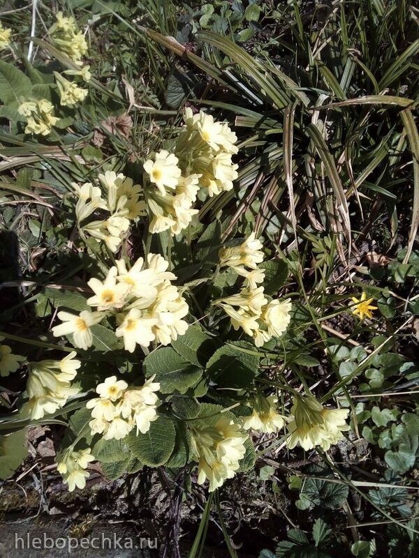 Tapтaлeтки & Ко