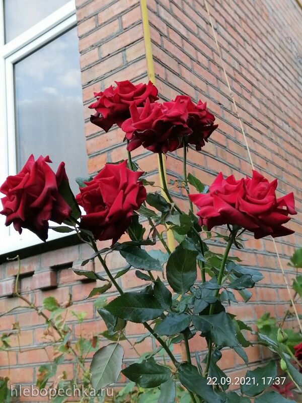 Чайная беседка