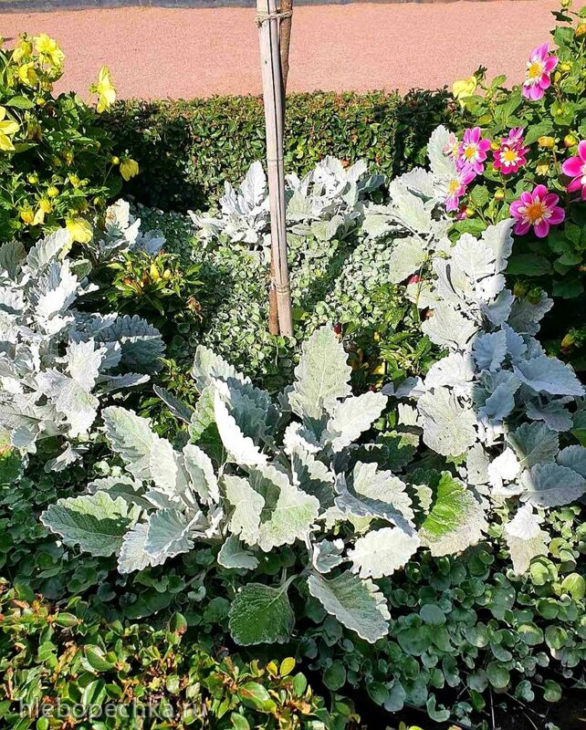 Чайная беседка