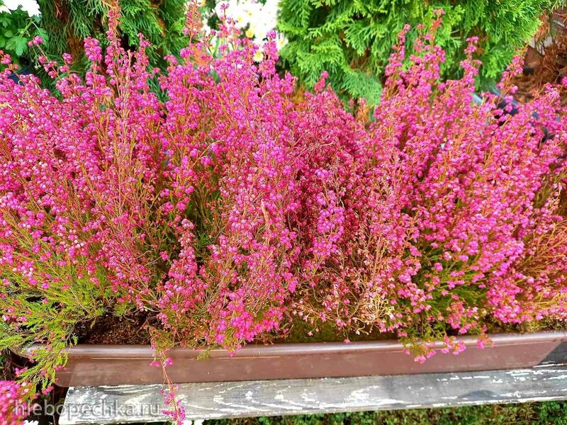 Чайная беседка