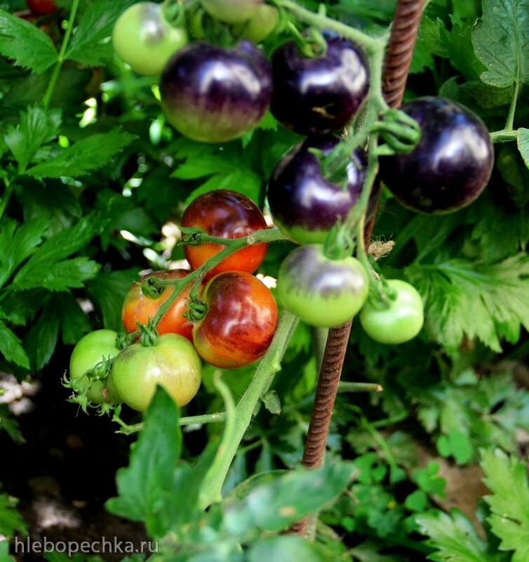 Чайная беседка