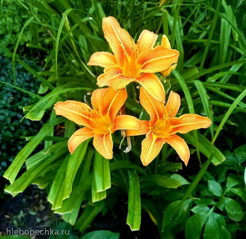 Чайная беседка