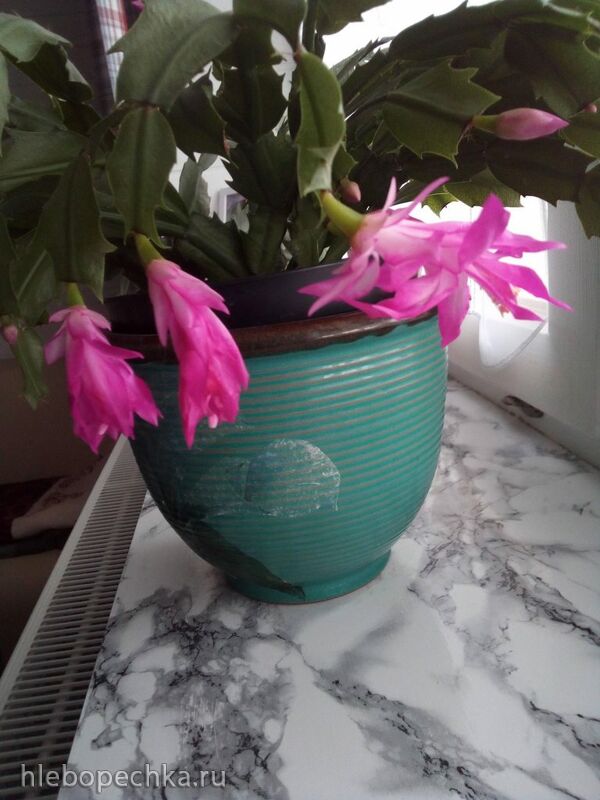 Чайная беседка