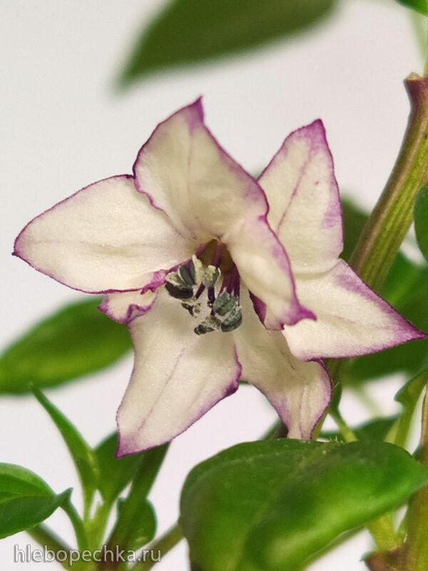 Чайная беседка