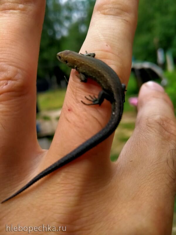 Чайная беседка