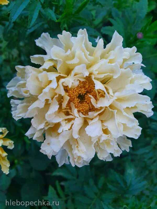 Чайная беседка