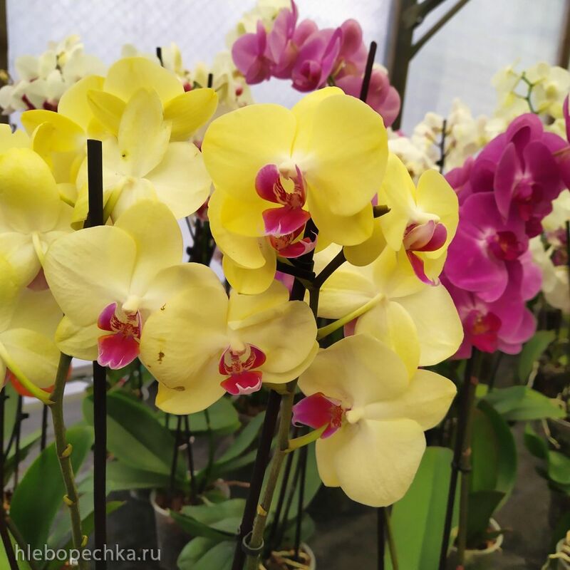 Чайная беседка