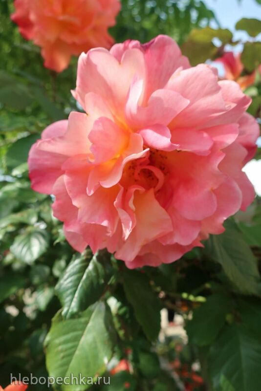 Чайная беседка