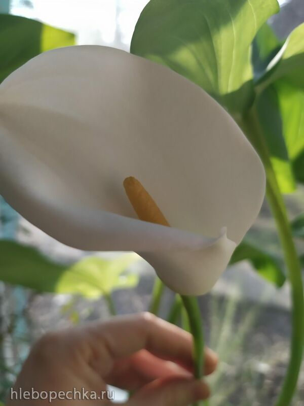 Чайная беседка