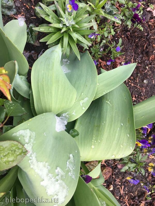 Чайная беседка