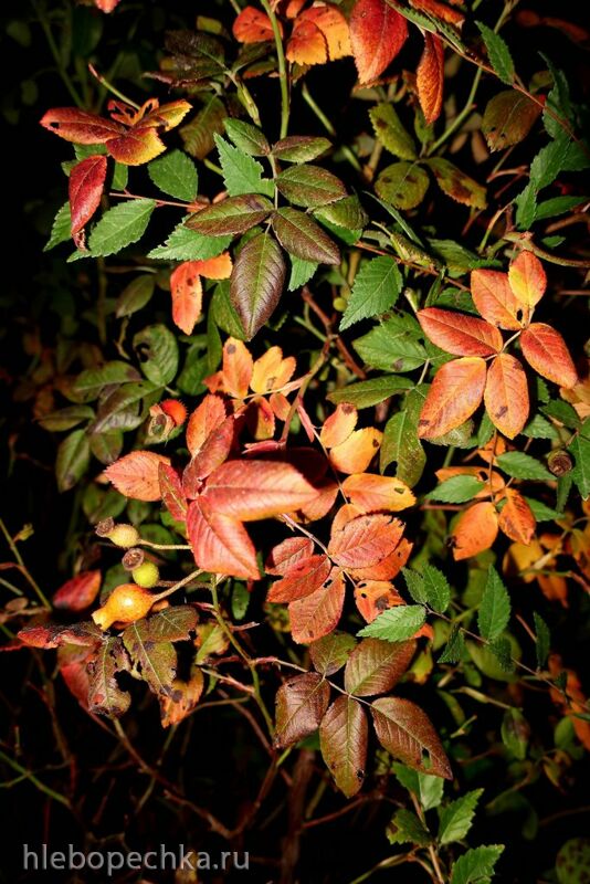 Чайная беседка