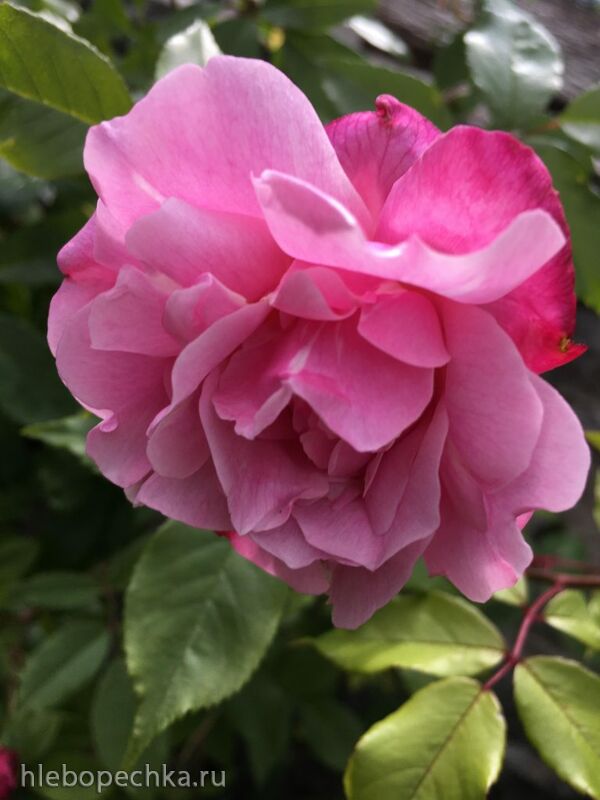 Чайная беседка