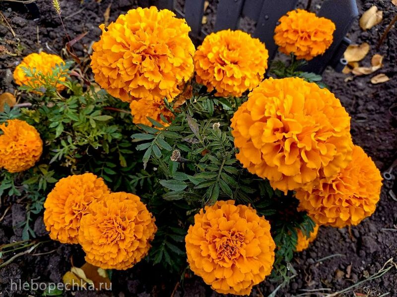 Чайная беседка