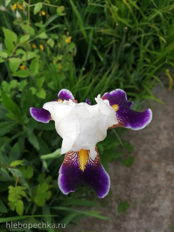 Чайная беседка