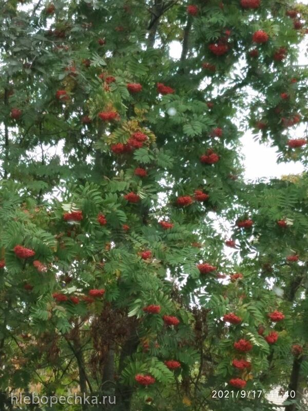 Чайная беседка