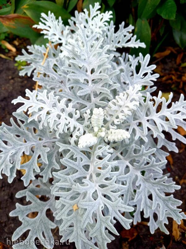 Чайная беседка