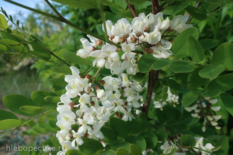 Чайная беседка