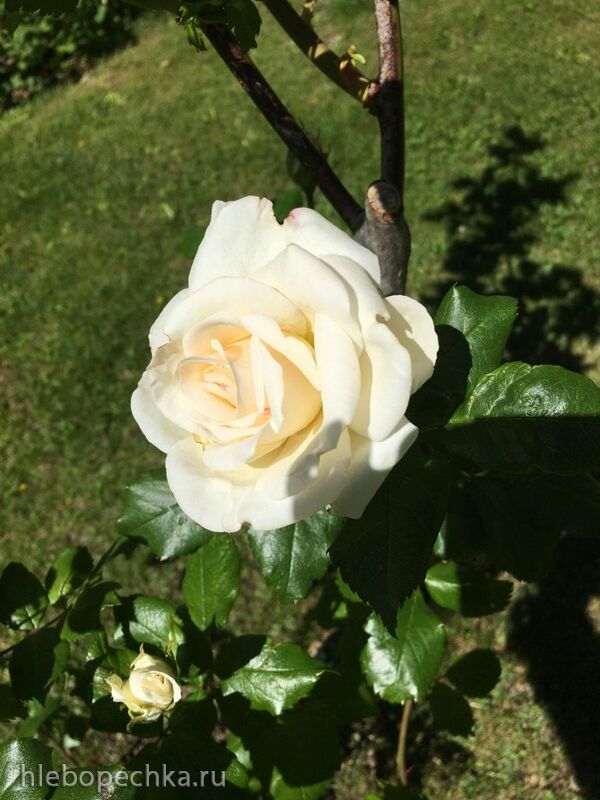 Чайная беседка