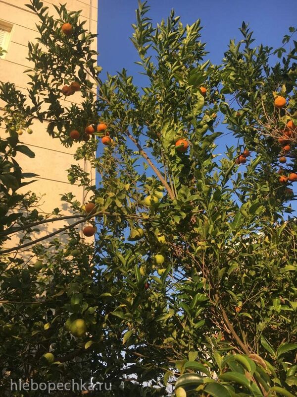 Чайная беседка