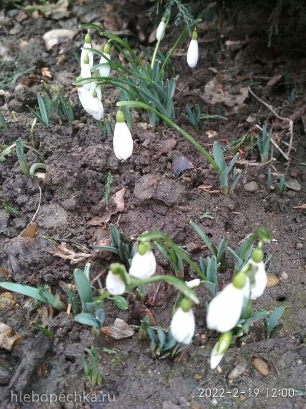 Чайная беседка